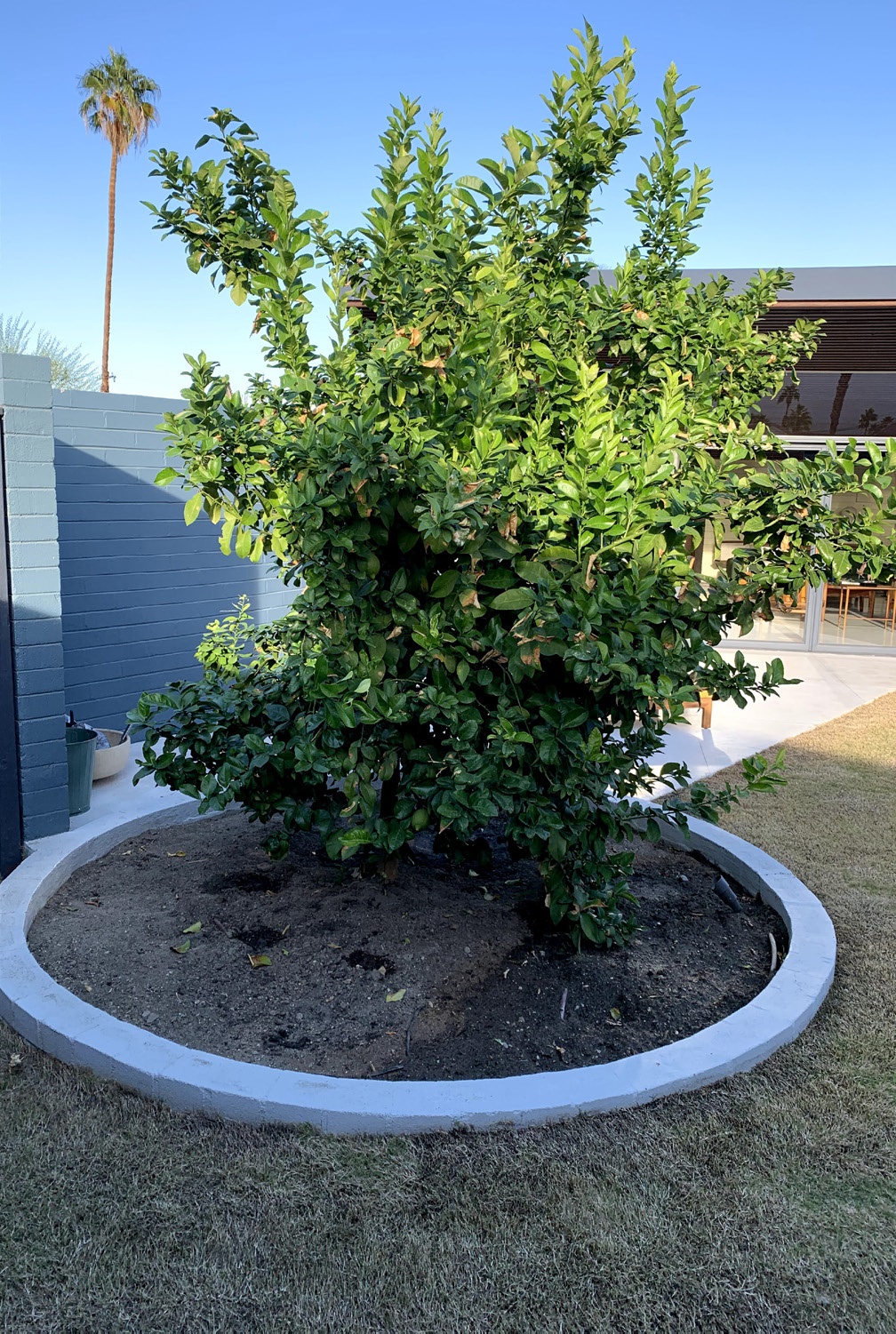 Rehabilitated circular planter, surrounding cement has been removed, house in background